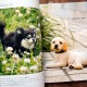 Book "Realistic Felted Dogs"