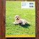 Book "Realistic Felted Dogs"